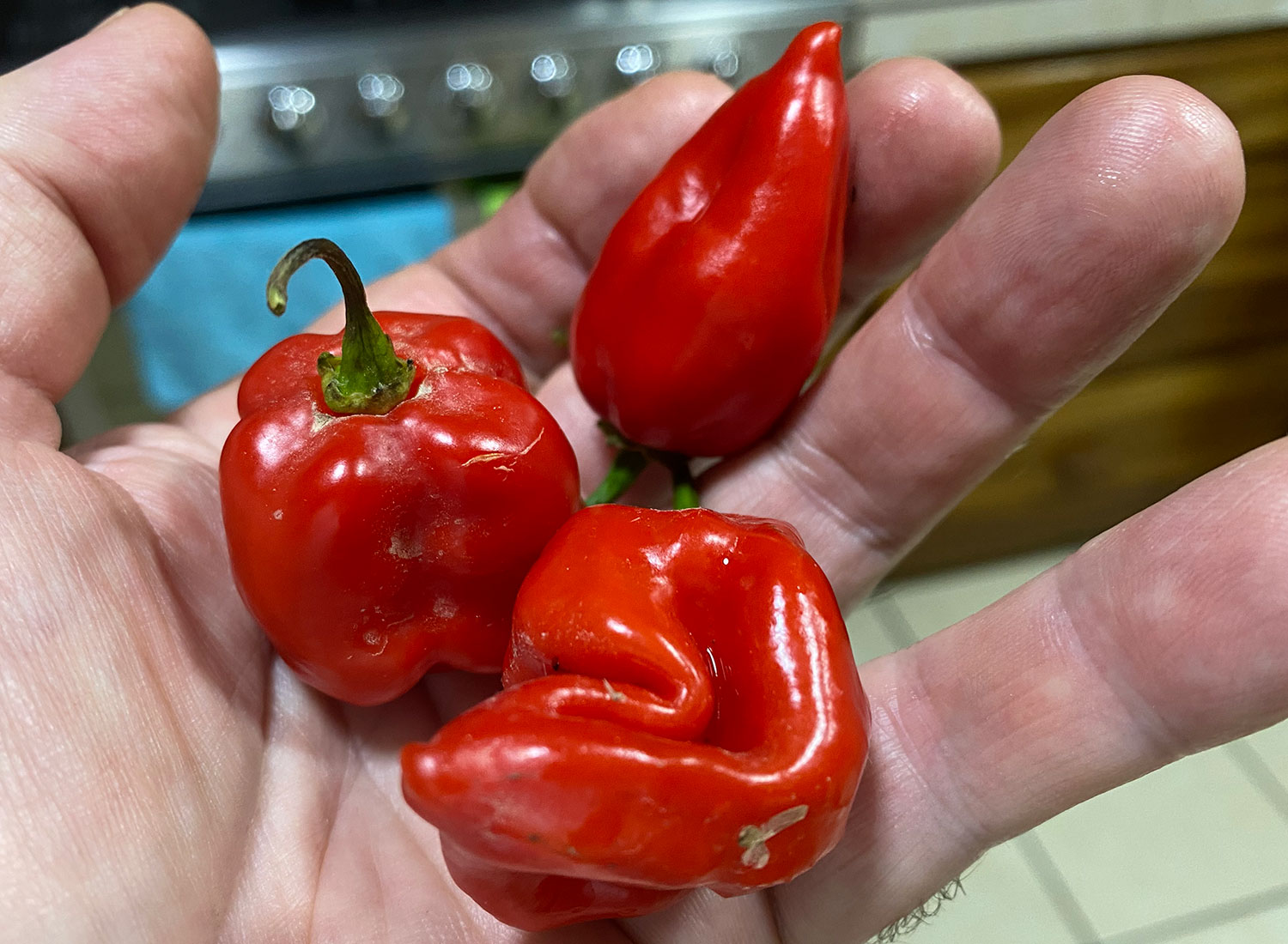 habaneros habanero peppers at zandoyo bed and breakfast